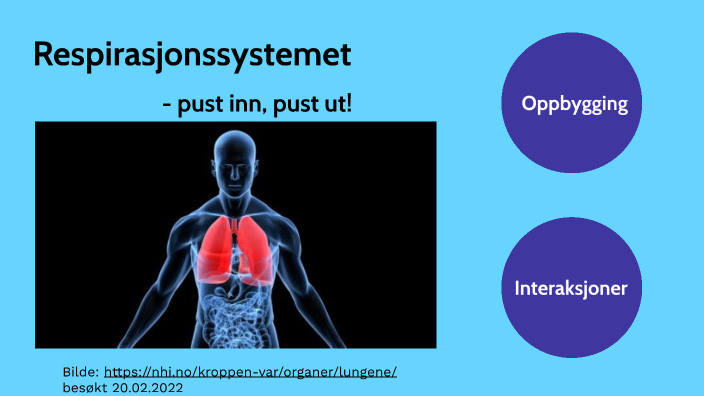 Respirasjonssystemet by Vidar Sandstad on Prezi