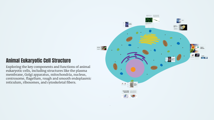 Animal Eukaryotic Cell Structure by Lila Poblet on Prezi