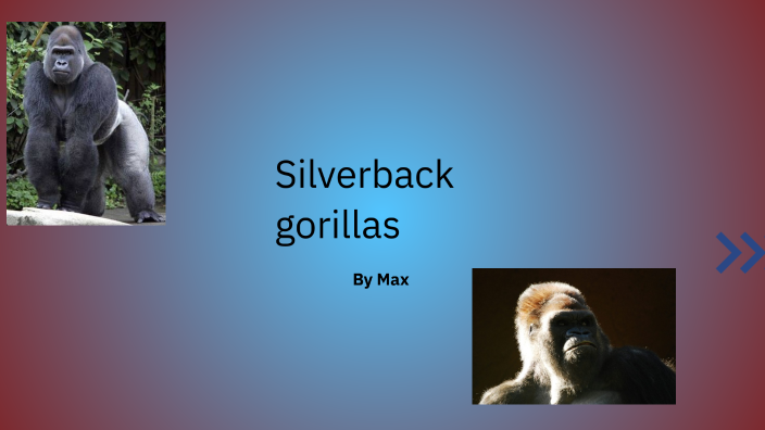 Silverback gorillas by Max Forde on Prezi