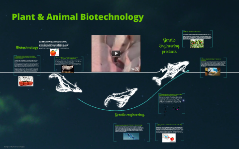 Animal Biotechnology. by Gracel Quibrantar on Prezi Next