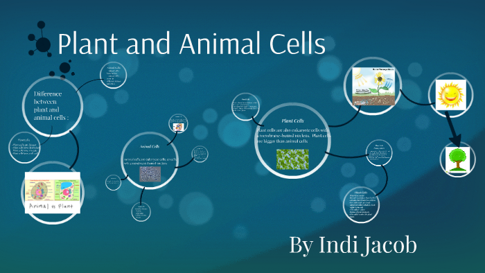 Plant and Animal Cells by Indi Jacob on Prezi