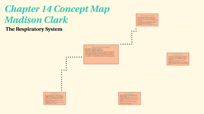 Chapter 14 Concept Map by Maddie Clark on Prezi