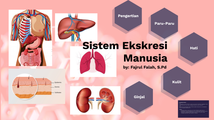 Sistem Ekskresi Manusia By Fajrul Falah On Prezi