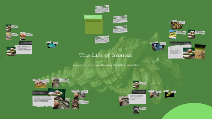 The Life of Snakes by Екатерина Хлебникова on Prezi