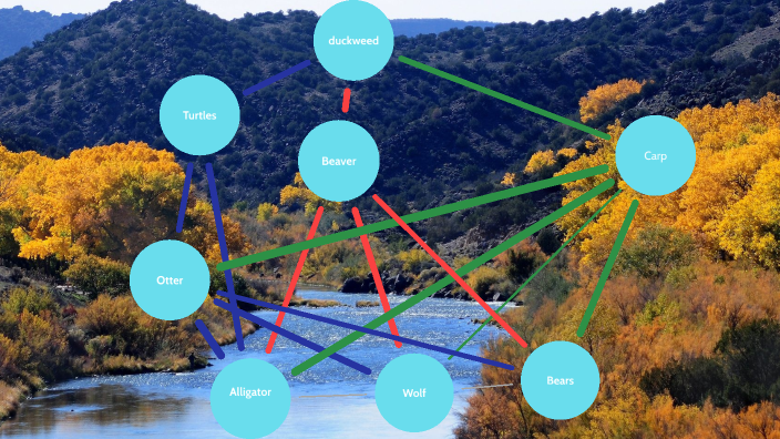 River Food web by Itazk Contreras on Prezi