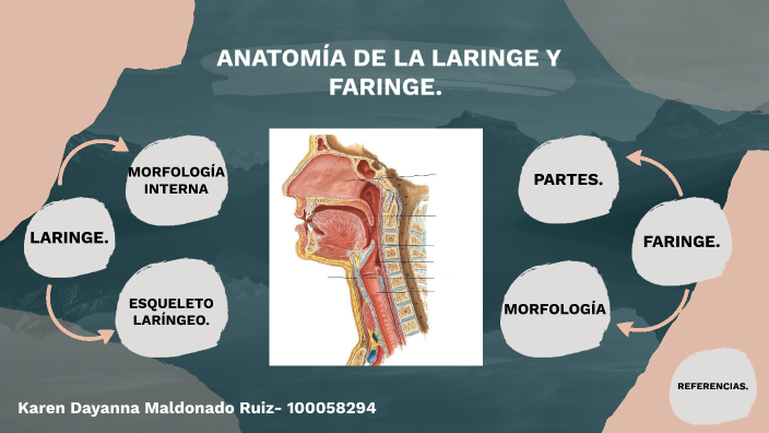 músculos longitudinales de la faringe