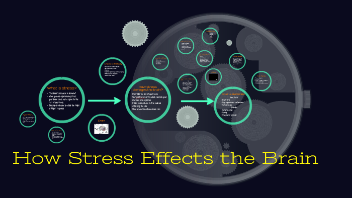 How Stress Effects the Brain by Julia Medovnik on Prezi