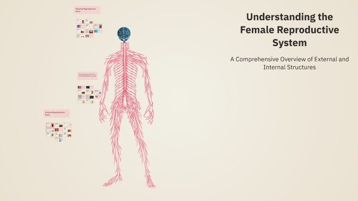 Understanding the Female Reproductive System by Gurpreet on Prezi