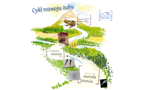 Prezentacja Biologia- cykl rozwojowy żaby by Sylwia Katrzyna on Prezi