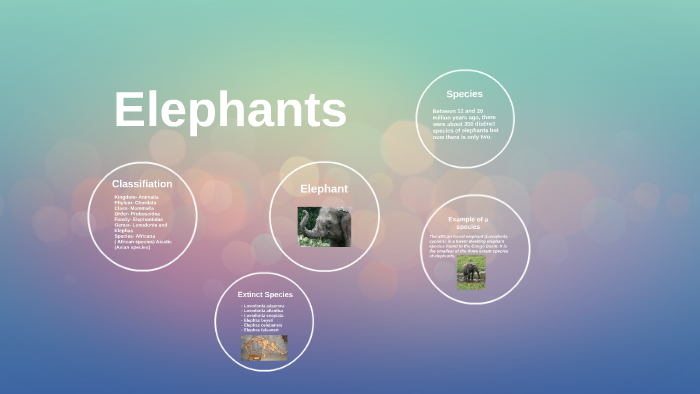 Classification of Elephant by Cameron Taylor