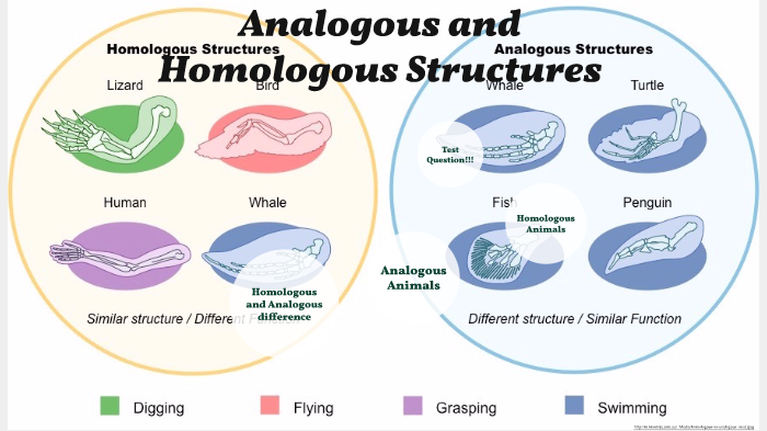 Analogous And Homologous Structures