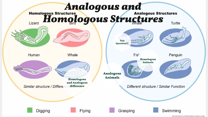 Analogous Structures Vs Homologous Structures