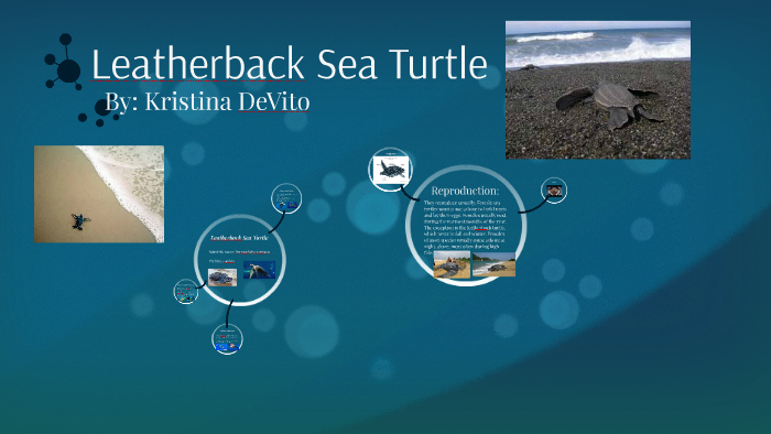 Leatherback Sea Turtle by Kristina DeVito on Prezi