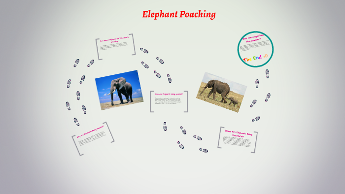 Why Are Elephants Being Poached? by E C