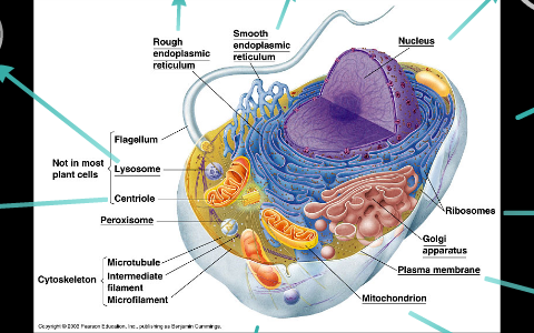 Animal Cell Prezi by Brenna Mullenmeister on Prezi