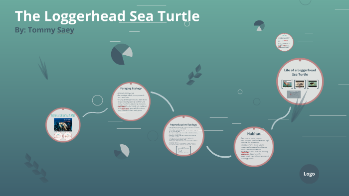 Loggerhead Sea Turtle by Thomas Saey on Prezi