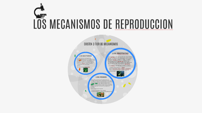 Los Mecanismos De Reproduccion By Juanita Valentina