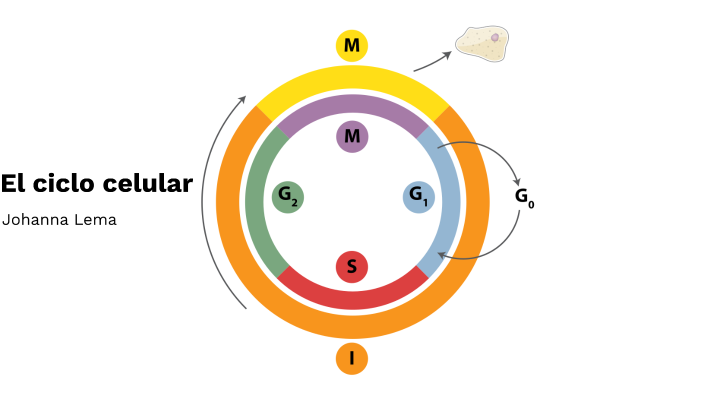 El Ciclo Celular by Johanna Lema on Prezi