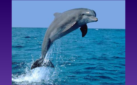 Dolphin Essay In English - A Dolphin's Life