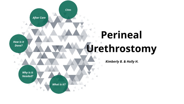 Perineal Urethrostomy by Kimberly Barragan on Prezi