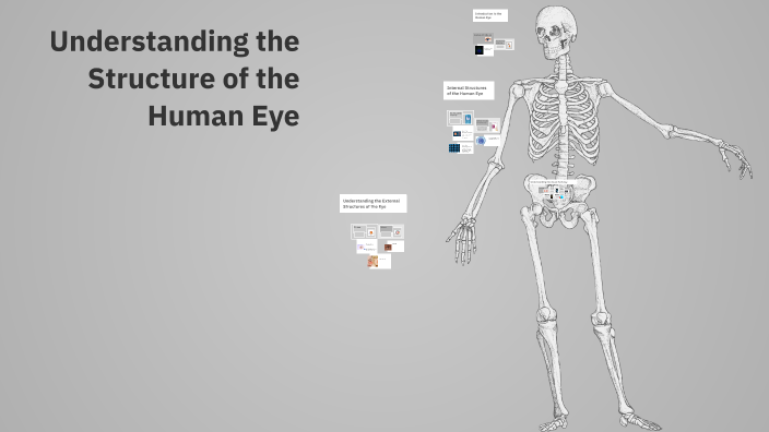 Understanding the Structure of the Human Eye by taha nateghian on Prezi