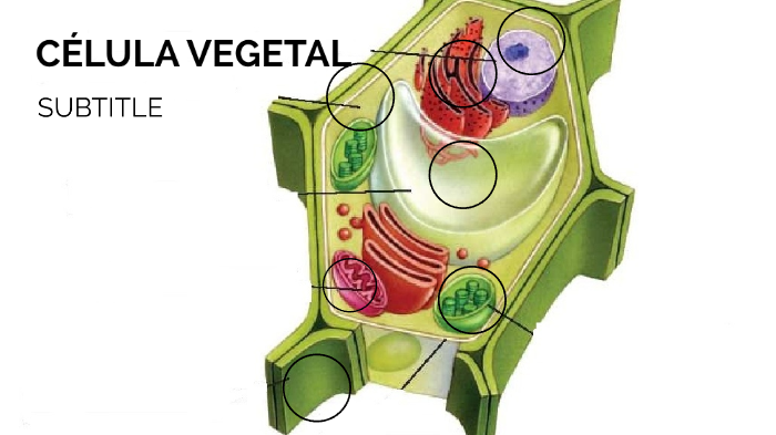 CELULA VEGETAL by yusef jejdj on Prezi