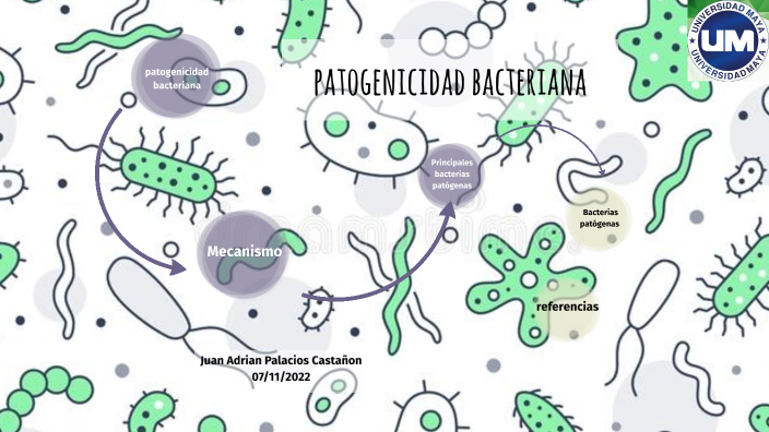 Principales bacterias patógenas by adrian palacios on Prezi