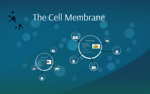 The Cell Membrane by Bryce Start