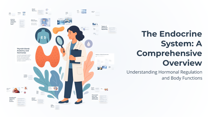 The Endocrine System: A Comprehensive Overview by Jennifer Hash on Prezi