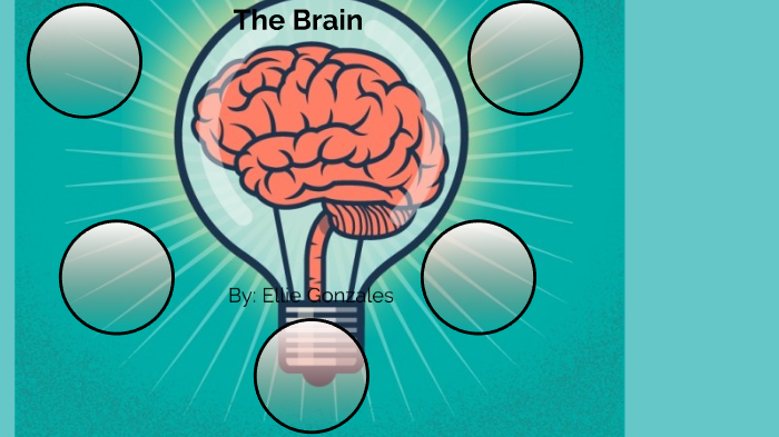 The Brain by Ellie 1 on Prezi