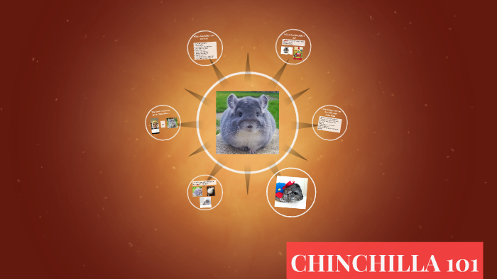 chinchilla 101