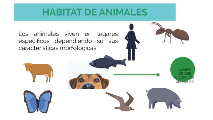 HABITAD DE LOS ANIMALES by Nelly Velez Valencia on Prezi