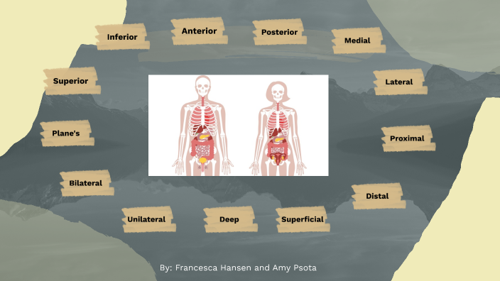 anatomy-and-physiology-by-francesca-hansen