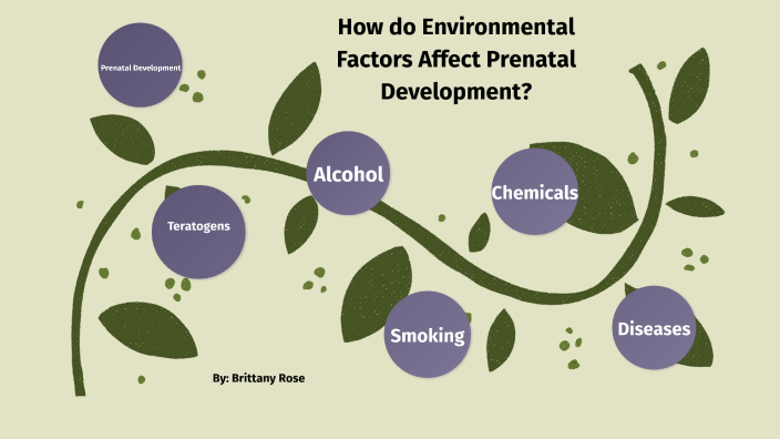 How Does Stress Affect Prenatal Development