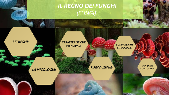 Il Regno Dei Funghi Fungi By Simone 2 Allegri 2 On Prezi