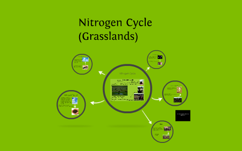 Nitrogen Cycle by Paul Chappell on Prezi
