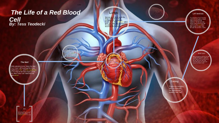 The Life of a Red Blood Cell by tess teodecki on Prezi