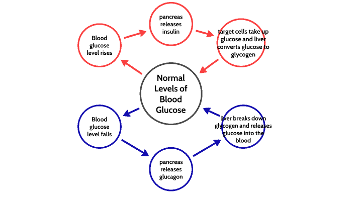 Insulin Glucagon Feedback Loop By Lauren Bruce On Prezi Next 