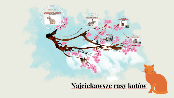 Najciekawsze rasy kotów by Ewelina Jaszewska on Prezi