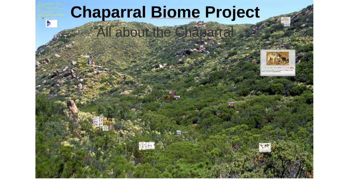 Chaparral Biome Project By Dana Walker On Prezi