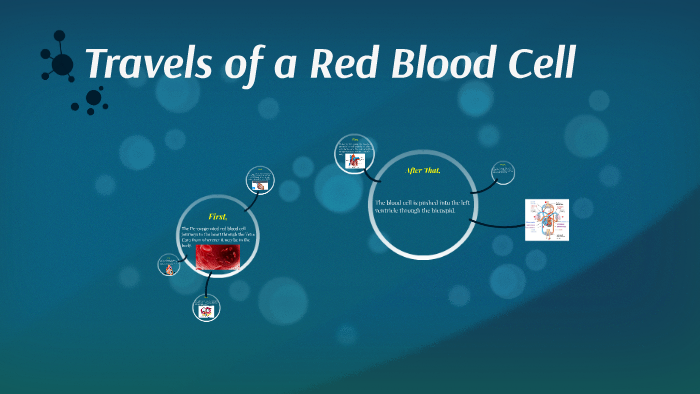 Travels of a Red Blood Cell by stephen aguiar on Prezi
