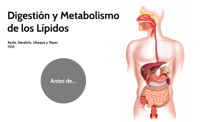 Digestión Y Metabolismo De Los Lípidos By Diana Maria Ubaque A On Prezi 8944