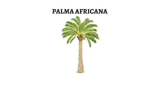 PALMA AFRICANA By Lyo Franciss On Prezi