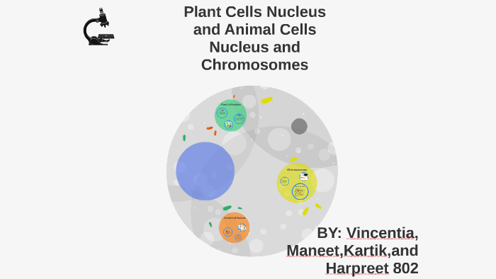 Plant Cells Nucleus and Animal Cells Nucleus and Chromosomes by Maneet Khera