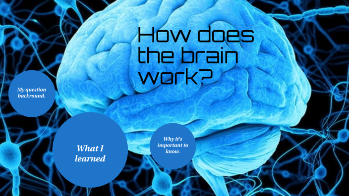 How does the brain work? by Tayden Pham on Prezi