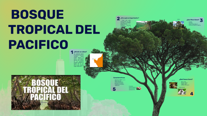 EXPOSICION DE GEOGRAFIA "BOSQUE TROPICAL DEL PACÍFICO" by Mario S. C