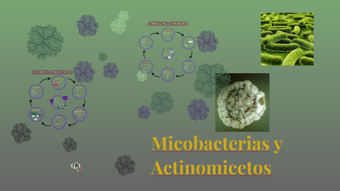 Micobacterias y Actinomicetos by Natalia Piqueras on Prezi