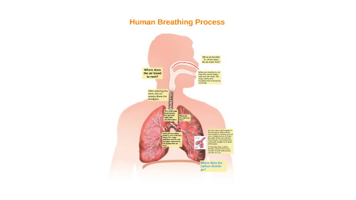 essay about process of breathing