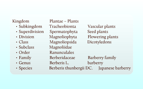 Berberis thunbergii by Kathie-Katie Leckey on Prezi