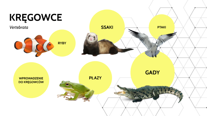  KR GOWCE By Milena akoma On Prezi